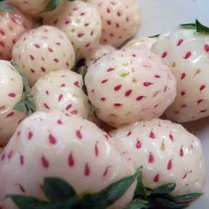 White Carolina Pineberry Bare Root Plants - 10 Roots - Pineapple Strawberry Flavor - Image 1