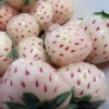 White Carolina Pineberry Bare Root Plants - 25 Roots - Pineapple Flavor - Image 1