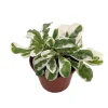 White Carpet Alternanthera Live Plant - St. Joseph's Coat - 2.5" Pot - Indoor/Outdoor Foliage - Image 1