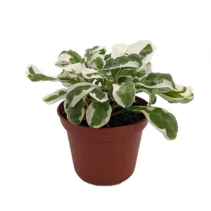White Carpet Alternanthera Live Plant - St. Joseph's Coat - 2.5