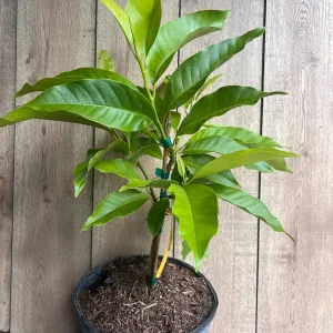 White Champaca Live Plant - Grafted Michelia alba Tree, 3 Gallon Pot - Image 2