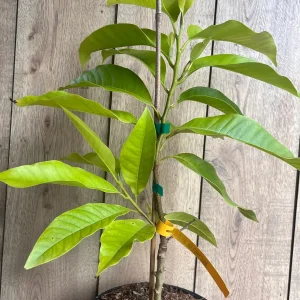 White Champaca Live Plant - Grafted Michelia alba Tree, 3 Gallon Pot - Image 5