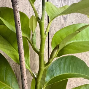 White Champaca Live Plant - Grafted Michelia alba Tree, 3 Gallon Pot - Image 6