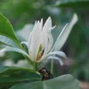 White Champaca Live Plant – Michelia alba Tree – 3 Feet Tall – Fragrant Flowers - Image 1