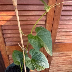White Chayote Squash Live Plant – Rare Variety – 6 inch Pot – Edible Vegetable - Image 2
