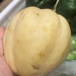 White Chayote Squash Live Plant – Rare Variety – 6 inch Pot – Edible Vegetable - Image 1