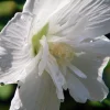 White Chiffon Rose of Sharon Live Plant - 4 inch Pot - Outdoor Shrub - Image 1
