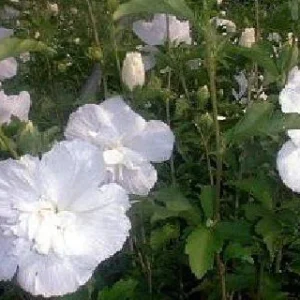 White Chiffon Rose of Sharon Live Plant - 4 inch Pot - Outdoor Shrub - Image 2