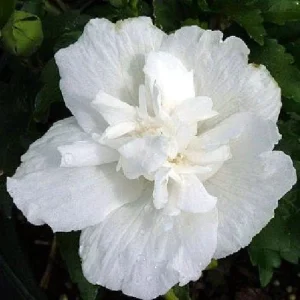 White Chiffon Rose of Sharon Live Plant - 4 inch Pot - Outdoor Shrub - Image 3
