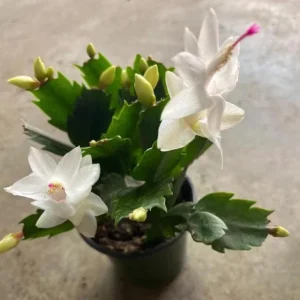 White Christmas Cactus Live Plant - 4-6