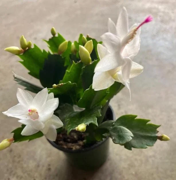 White Christmas Cactus Live Plant - 4-6" Tall, 2" Pot, Indoor Holiday Succulent - Image 2