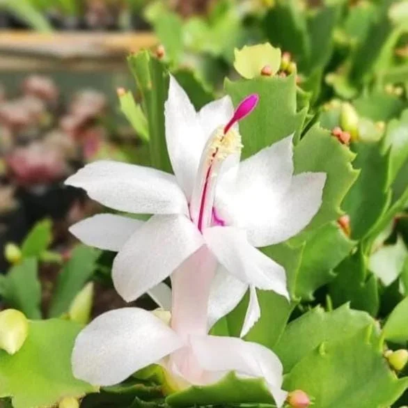 White Christmas Cactus Live Plant - 4-6" Tall, 2" Pot, Indoor Holiday Succulent - Image 3