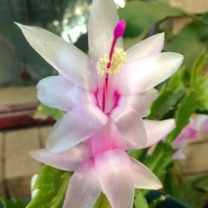 White Christmas Cactus Live Plant - 4-6