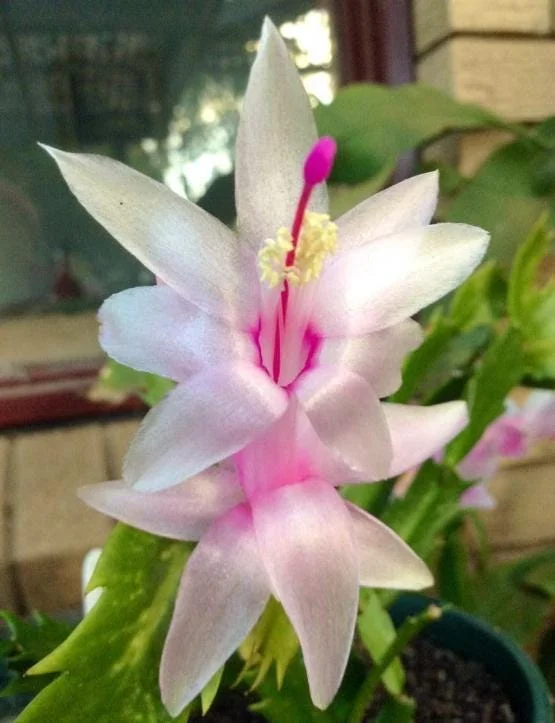 White Christmas Cactus Live Plant - 4-6" Tall, 2" Pot, Indoor Holiday Succulent - Image 4