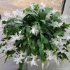 White Christmas Cactus Live Plant - 4-6" Tall, 2" Pot, Indoor Holiday Succulent - Image 1