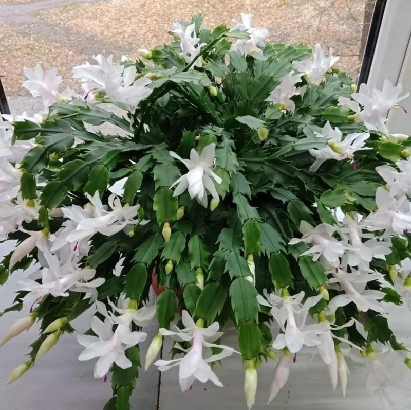 White Christmas Cactus Live Plant - 4-6" Tall, 2" Pot, Indoor Holiday Succulent - Image 1