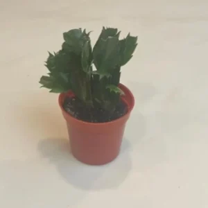 White Christmas Cactus Live Plant - 4-6
