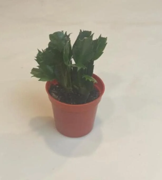 White Christmas Cactus Live Plant - 4-6" Tall, 2" Pot, Indoor Holiday Succulent - Image 7