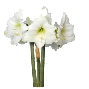White Christmas Gold Splatter Amaryllis Bulb - Waxed, Jumbo, No Water - Image 2
