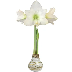 White Christmas Gold Splatter Amaryllis Bulb - Waxed, Jumbo, No Water - Image 1