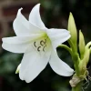 White Crinum Powellii Bulbs - Fragrant Trumpet Lily - Perennial Flower Bulbs - Image 1