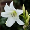 White Crinum Powellii Bulbs - Fragrant Trumpet Lily - Perennial Flower Bulb - Image 1