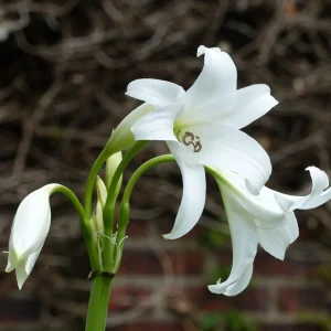White Crinum Powellii Bulbs - Fragrant Trumpet Lily - Perennial Flower Bulbs - Image 4