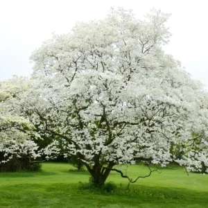 White Dogwood Live Plant – Quart Pot – Ornamental Flowering Tree Outdoor - Image 10