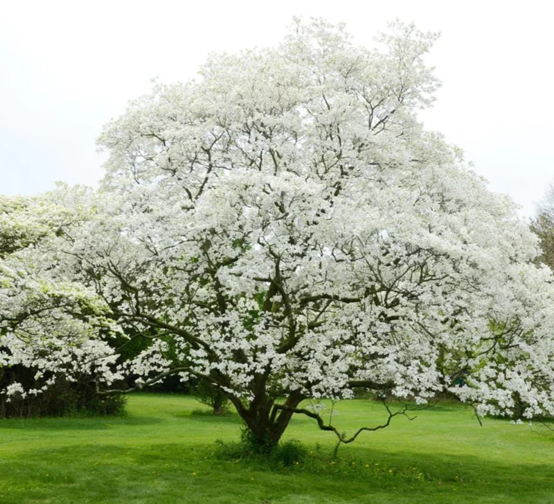 White Dogwood Live Plant – Quart Pot – Ornamental Flowering Tree Outdoor - Image 10