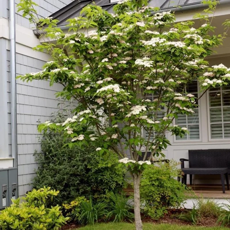 White Dogwood Live Plant – Quart Pot – Ornamental Flowering Tree Outdoor - Image 3