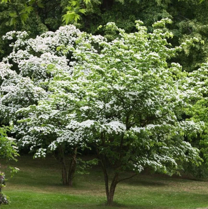 White Dogwood Live Plant – Quart Pot – Ornamental Flowering Tree Outdoor - Image 4