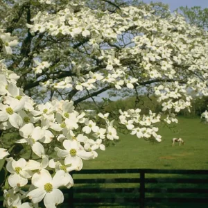 White Dogwood Live Plant – Quart Pot – Ornamental Flowering Tree Outdoor - Image 5