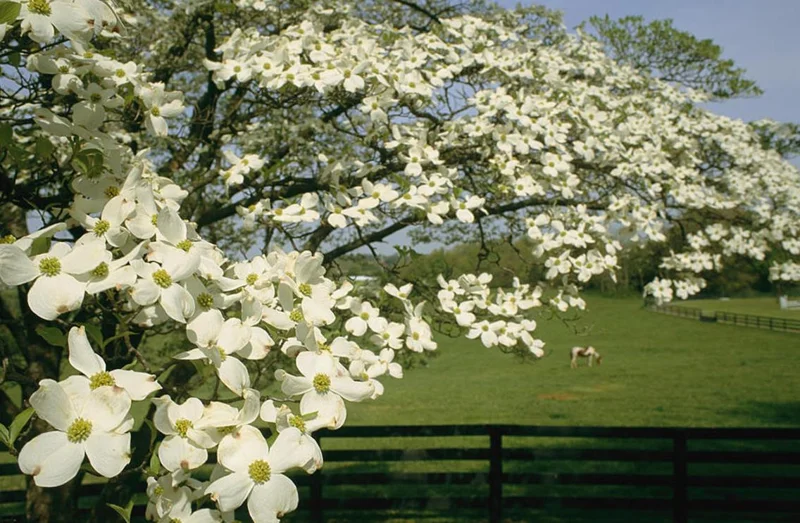 White Dogwood Live Plant – Quart Pot – Ornamental Flowering Tree Outdoor - Image 5