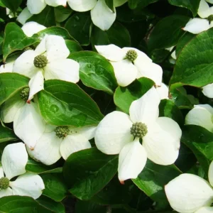 White Dogwood Live Plant – Quart Pot – Ornamental Flowering Tree Outdoor - Image 6