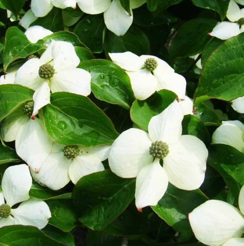 White Dogwood Live Plant – Quart Pot – Ornamental Flowering Tree Outdoor - Image 6