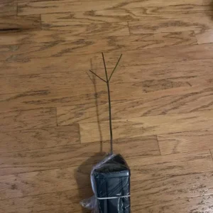 White Dogwood Live Plant – Quart Pot – Ornamental Flowering Tree Outdoor - Image 7