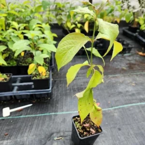 White Dogwood Live Plant – Quart Pot – Ornamental Flowering Tree Outdoor - Image 8