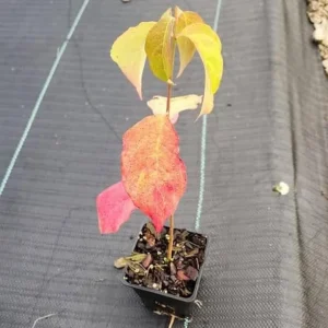 White Dogwood Live Plant – Quart Pot – Ornamental Flowering Tree Outdoor - Image 9