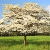 White Dogwood Live Plant – Quart Pot – Ornamental Flowering Tree Outdoor - Image 1