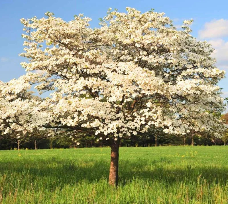 White Dogwood Live Plant – Quart Pot – Ornamental Flowering Tree Outdoor - Image 1
