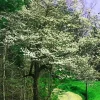White Dogwood Tree Bareroot Plant, 12-18 inches Tall, Outdoor Ornamental - Image 1