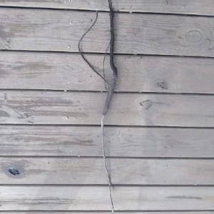 White Dogwood Tree Bareroot Plant, 12-18 inches Tall, Outdoor Ornamental - Image 2