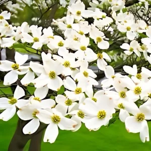 White Dogwood Tree - Cornus Florida Bare-Root Plant - 3 Pack - Outdoor - Image 2
