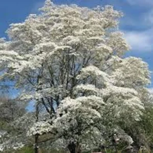 White Dogwood Tree – Live Bare Root Plant – Cornus florida – 12-24in Tall - Image 4