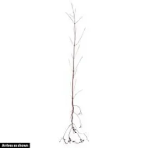 White Dogwood Tree – Live Bare Root Plant – Cornus florida – 12-24in Tall - Image 6