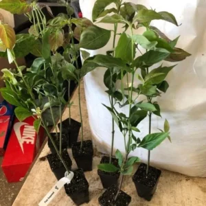 White Dogwood Tree Live Plant – 1-2 Ft Tall Flowering Dogwood – Outdoor - Image 3