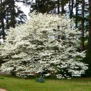 White Dogwood Tree Live Plant – 1-2 Ft Tall Flowering Dogwood – Outdoor - Image 1
