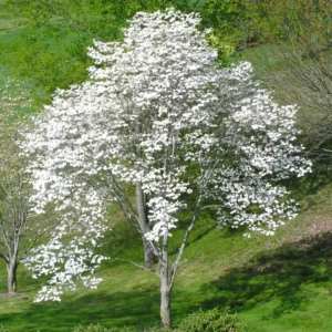 White Dogwood Tree Live Plant – 1-2 Ft Tall Flowering Dogwood – Outdoor - Image 7
