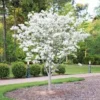 White Dogwood Tree Live Plant 12-24in Tall - Cornus florida, Bare Root - Image 1