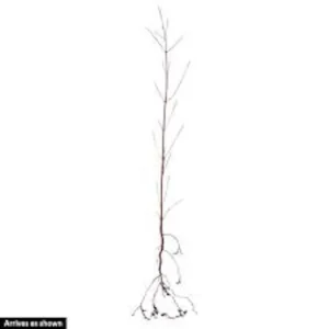 White Dogwood Tree Live Plant 12-24in Tall - Cornus florida, Bare Root - Image 2